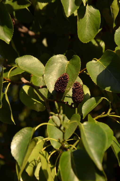 London/River Lea/DSC_0283.JPG